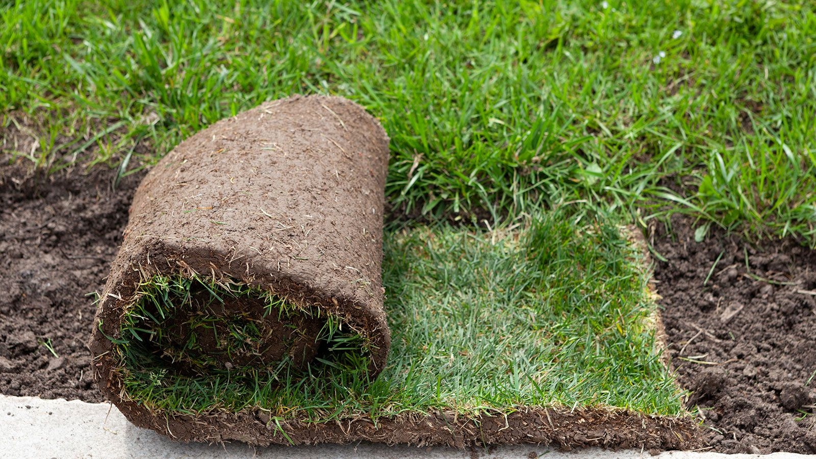 Turfing & Lawn Installation