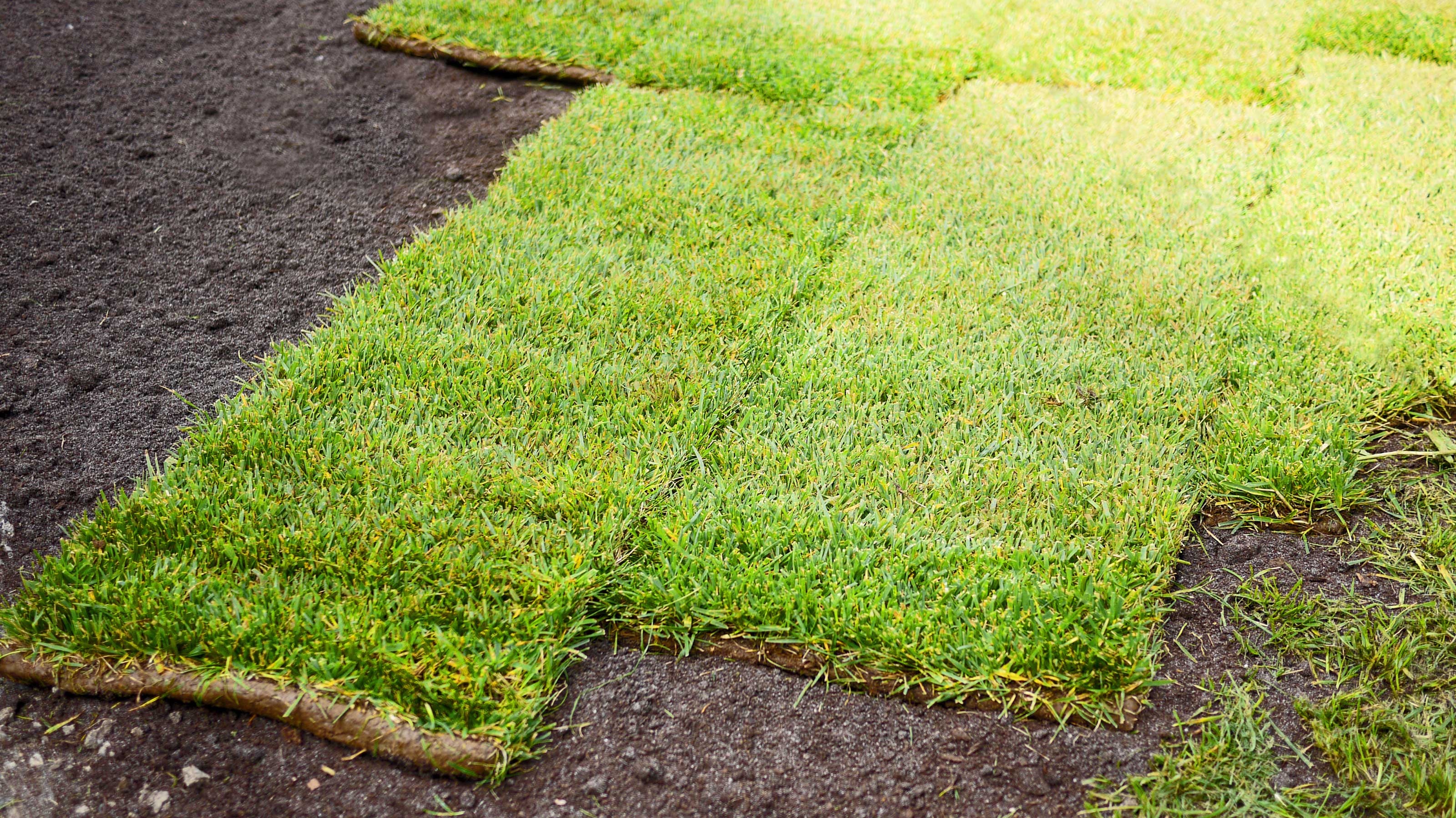 Lush green newly turfed lawn